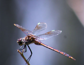 Close-up of dragonfly on plant