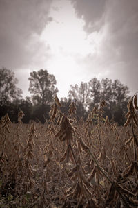 Close-up of agricultural field against sky