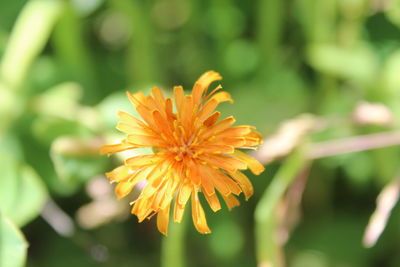 Close-up of yellow dandelion