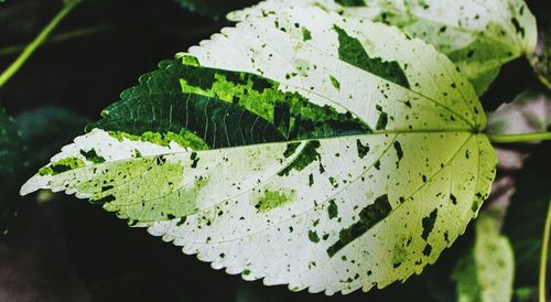 Close-up of leaf
