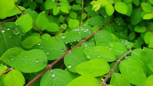 Close-up of wet plant leaves