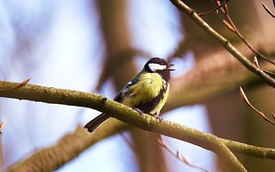 Close-up of bird perching on branch