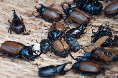 High angle view of beetles on table