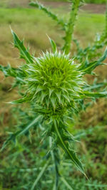 Close-up of spiked plant