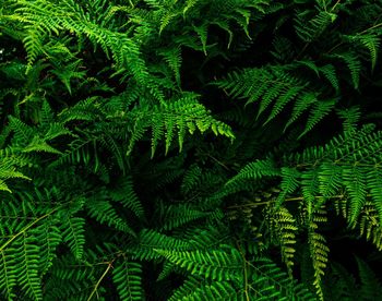 Close-up of fern leaves