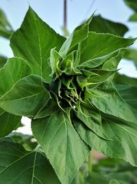 Close-up of fresh green leaves