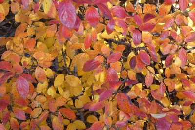 Full frame shot of autumnal leaves