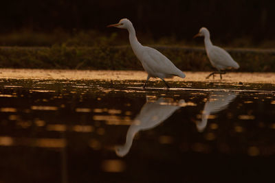 Bird perching on a lake