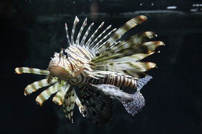 Close-up of fish swimming in sea