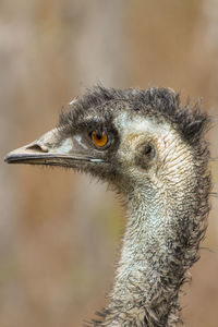 Close-up portrait of a bird