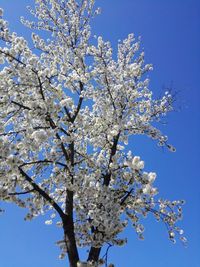 Low angle view of cherry blossom tree