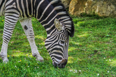 View of zebra grazing in zoo