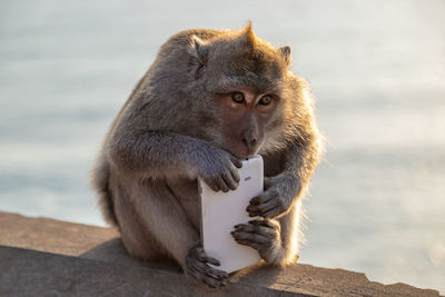 Monkey sitting on wall