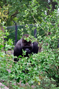 Monkey in a forest