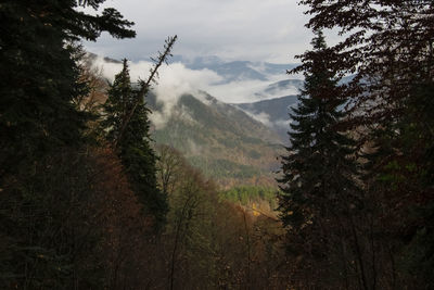 Scenic view of pine trees and mountains against sky