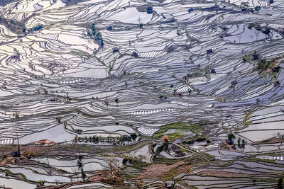 High angle view of trees on field
