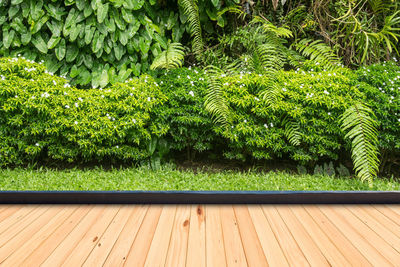 Plants growing on wooden floor