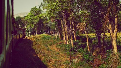 Trees in forest