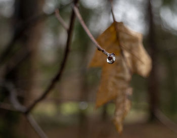 Close-up of drop on twig in forest