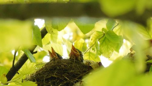 Low angle view of birds in nest on tree