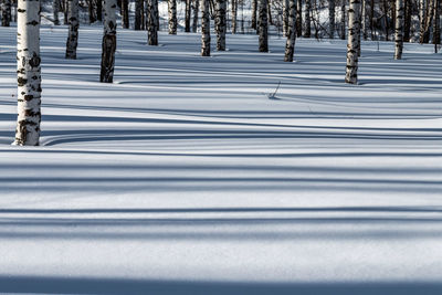 Snow covered land and trees on field