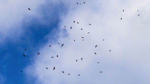 Low angle view of birds flying in sky