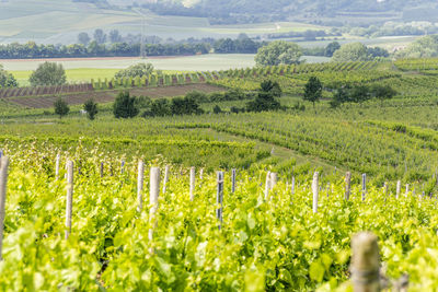 Scenic view of vineyard