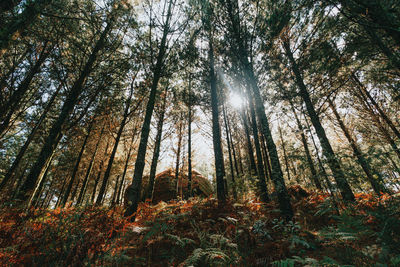 Sunlight streaming through trees in forest