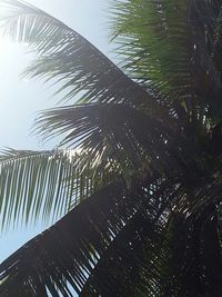 Low angle view of palm tree against sky