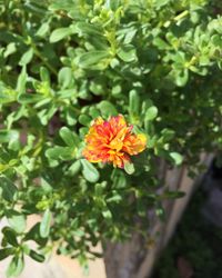 Close-up of orange flowers blooming outdoors