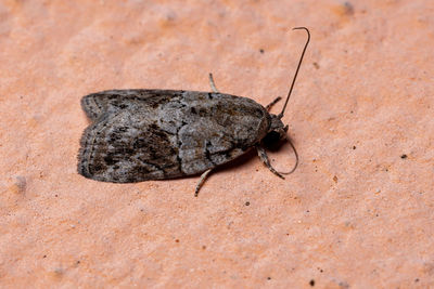 Close-up of insect on rock