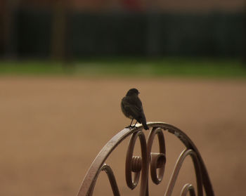 Close-up of bird perching on railing