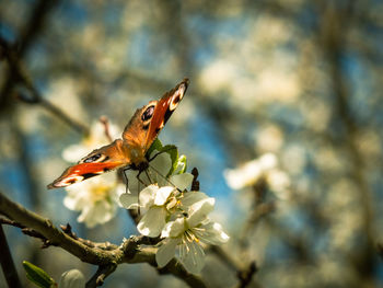 Close-up of butterfly on flower