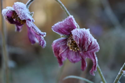 Close-up of frozen plant