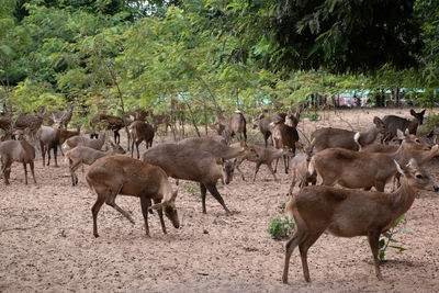 Herd deer that gather in the zoo.many deer are standing and looking at camera.