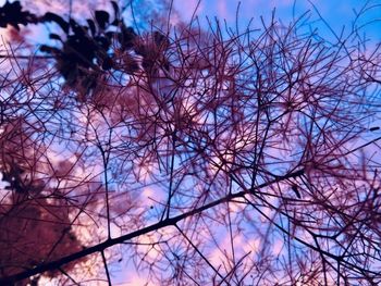 Low angle view of bare trees against blue sky