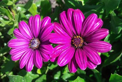 Close-up of pink flower