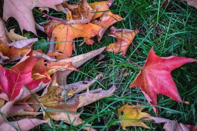 High angle view of fallen maple leaf on field