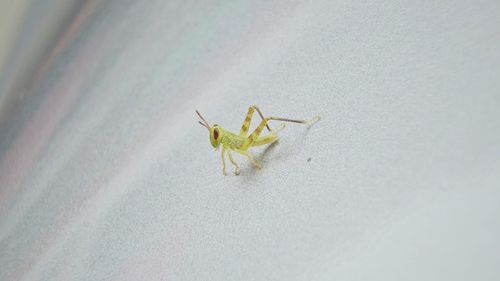 Close-up of spider on wall