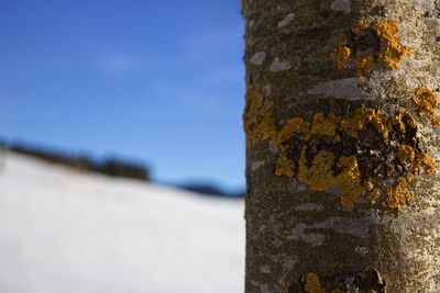 Close-up of lichen on tree trunk against sky