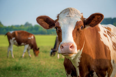 Close-up portrait of cow on landscape