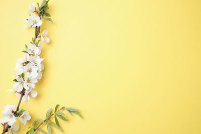 Close-up of white flowering plant against yellow background