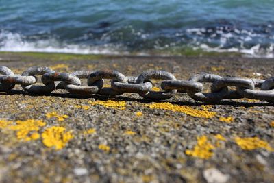 Close-up of snake on beach