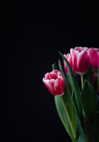 Close-up of pink tulips against black background