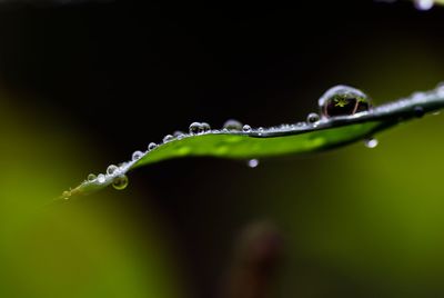 Close-up of water drops on blade of plant