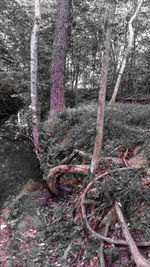 Bare trees in forest