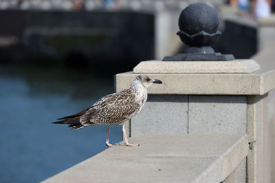 Seagull perching on retaining wall