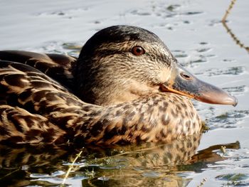 Close-up of duck swimming in lake