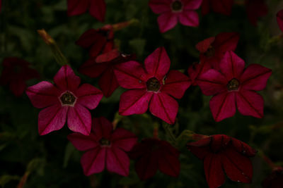 Close-up of red flowering plants in garden