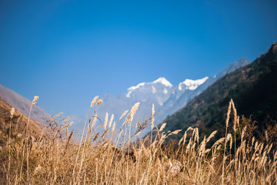 Plants and mountains against blue sky
